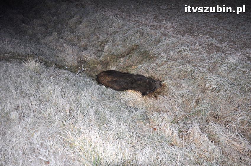 LKS Szubinianka Szubin - KS Czarni Nakło nad Notecią 5:1