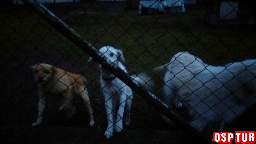 LKS Szubinianka Szubin - KS Chełminianka Chełmno 0:5