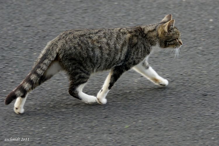 LKS Szubinianka Szubin - WKP Włocłavia Włocławek 0:3 (0:0)