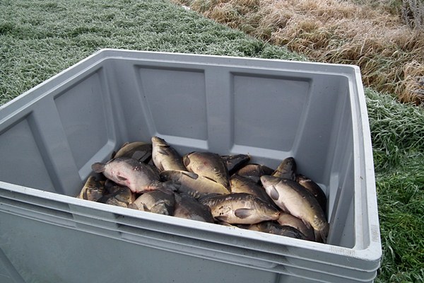 Jeden karp ofiarą kolizji, pozostałym pomogli strażacy.