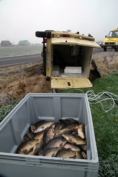 Jeden karp ofiarą kolizji, pozostałym pomogli strażacy.