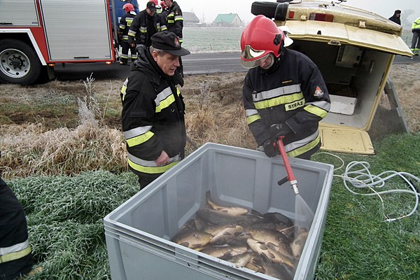 Jeden karp ofiarą kolizji, pozostałym pomogli strażacy.