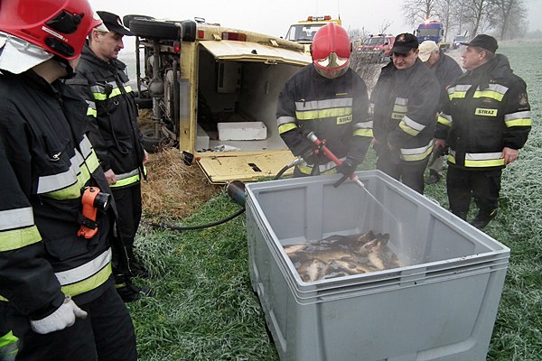 Jeden karp ofiarą kolizji, pozostałym pomogli strażacy.