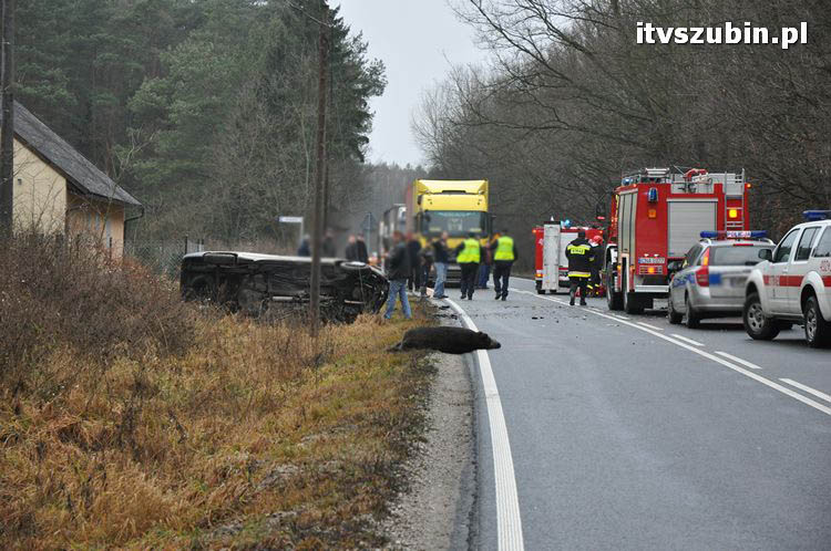 Wypadek dwóch samochodów osobowych i dzika - trzy osoby przewieziono do szpitala