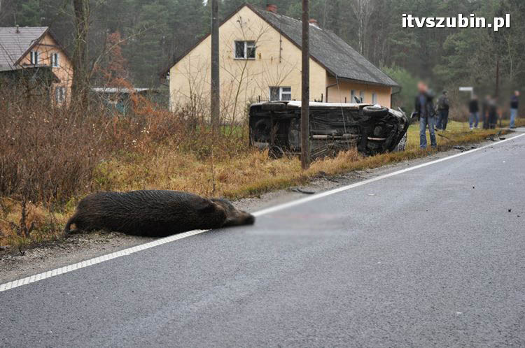 Wypadek dwóch samochodów osobowych i dzika - trzy osoby przewieziono do szpitala