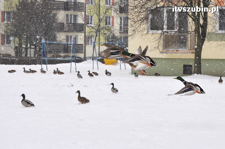 Kaczogród na Osiedlu Spółdzielczym