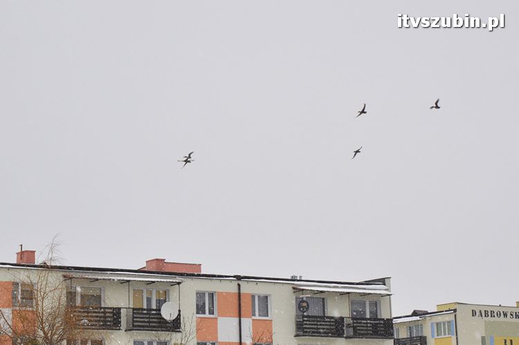 Kaczogród na Osiedlu Spółdzielczym