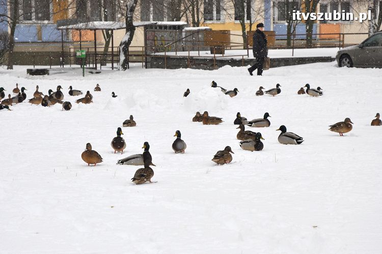 Kaczogród na Osiedlu Spółdzielczym