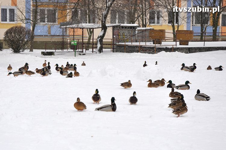 Kaczogród na Osiedlu Spółdzielczym