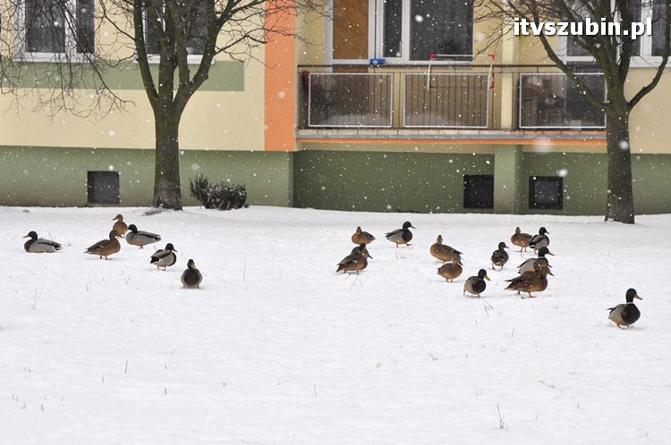 Kaczogród na Osiedlu Spółdzielczym