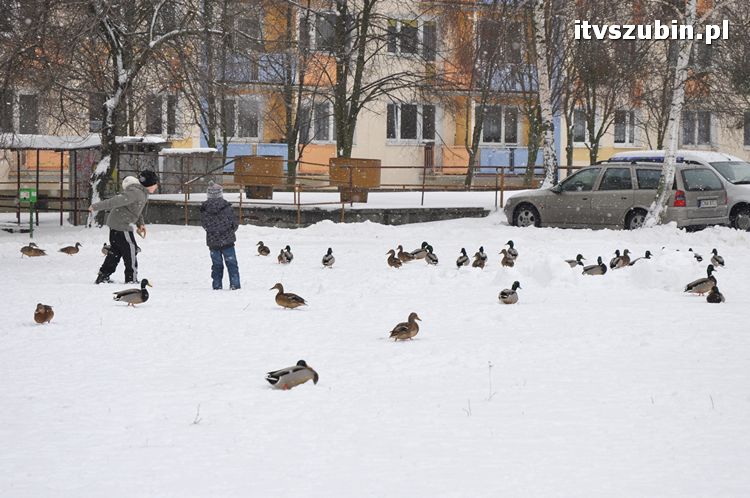 Kaczogród na Osiedlu Spółdzielczym