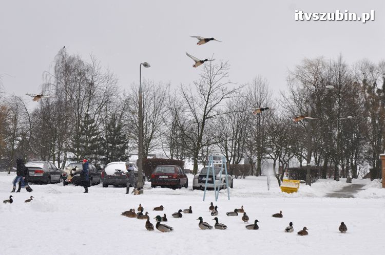 Kaczogród na Osiedlu Spółdzielczym