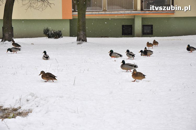 Kaczogród na Osiedlu Spółdzielczym