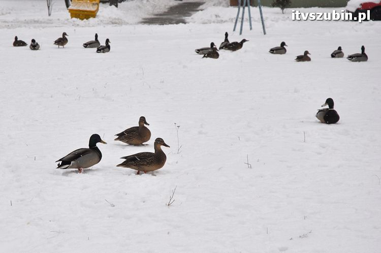 Kaczogród na Osiedlu Spółdzielczym