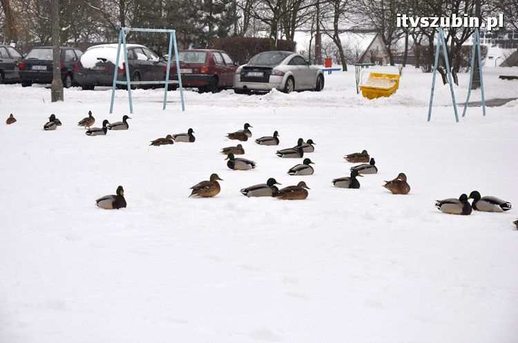Kaczogród na Osiedlu Spółdzielczym
