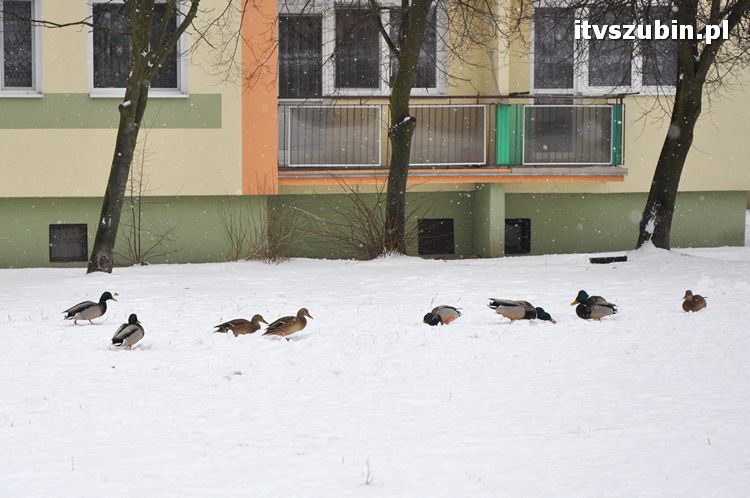 Kaczogród na Osiedlu Spółdzielczym