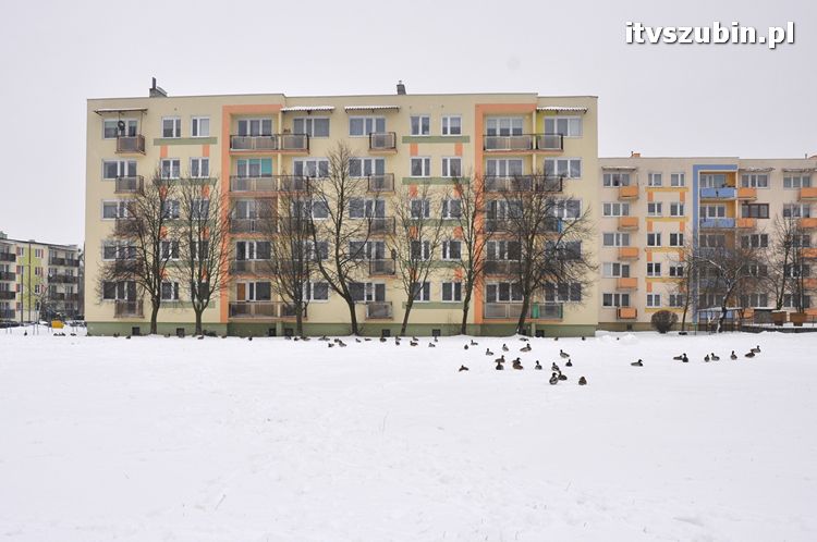 Kaczogród na Osiedlu Spółdzielczym