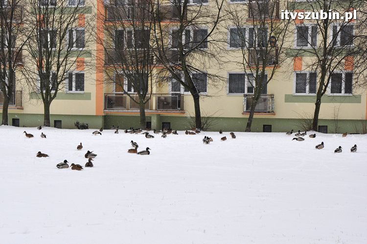 Kaczogród na Osiedlu Spółdzielczym