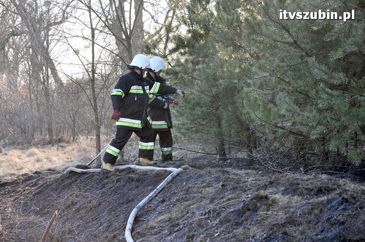 Pożar poszycia leśnego i nasypu kolejowego