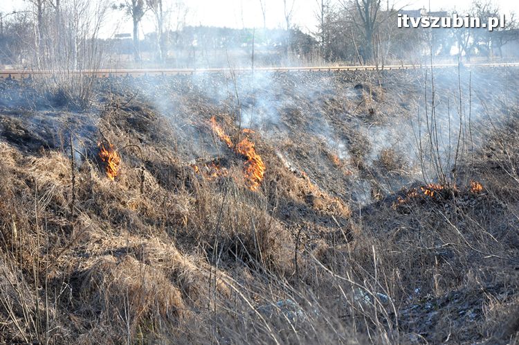 Pożar poszycia leśnego i nasypu kolejowego