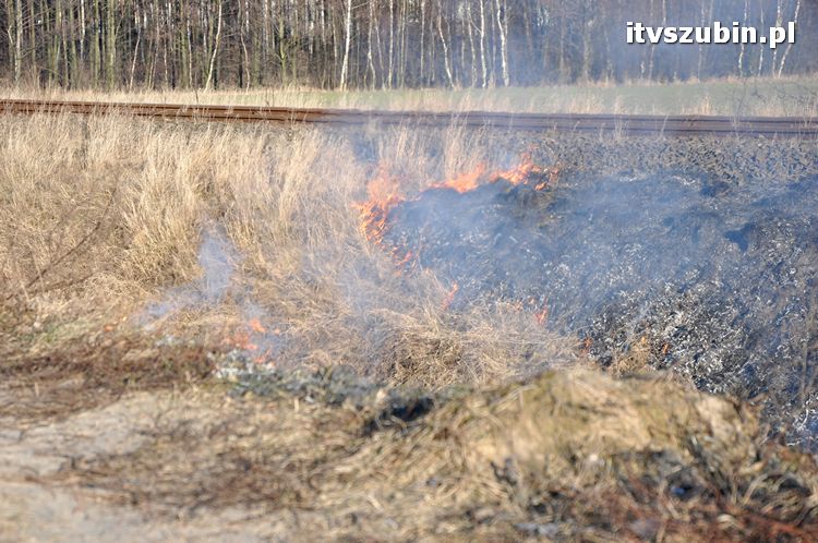 Pożar poszycia leśnego i nasypu kolejowego