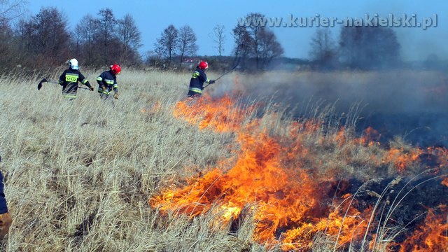 Strażacy mieli pełne ręce pracy