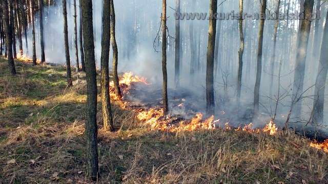 Strażacy mieli pełne ręce pracy