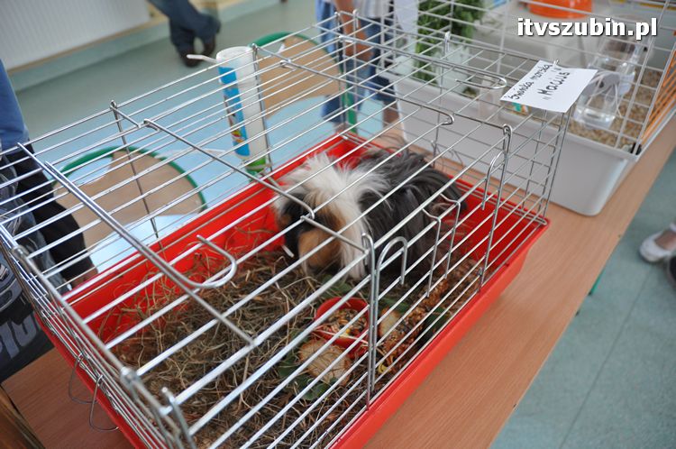 Festyn rodzinny w SP1 w Szubinie ?JEDYNKA TO RODZINKA?