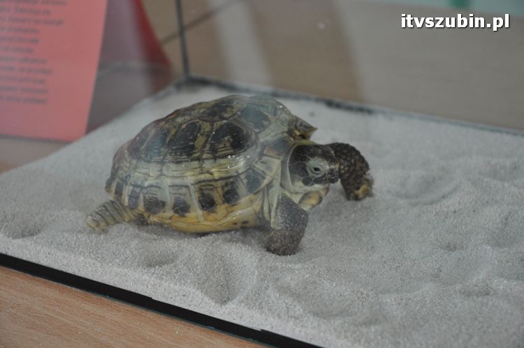 Festyn rodzinny w SP1 w Szubinie ?JEDYNKA TO RODZINKA?