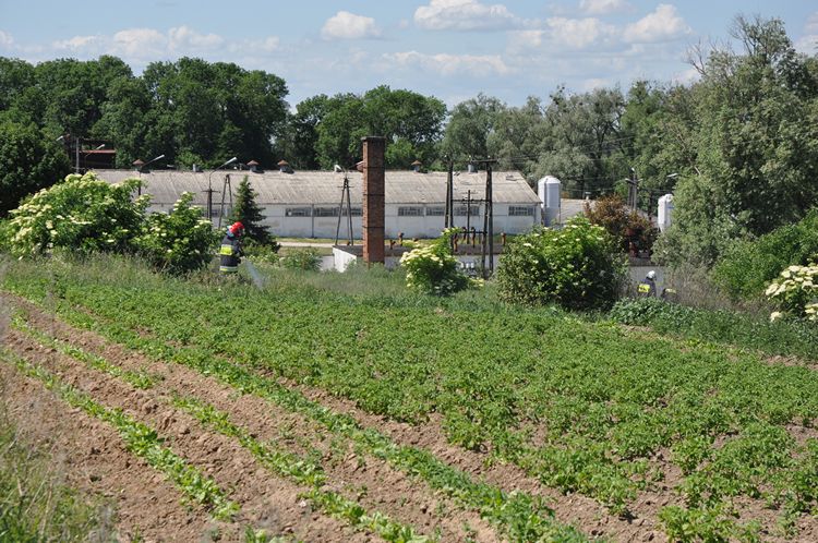 Pożar nieużytków w Słupach