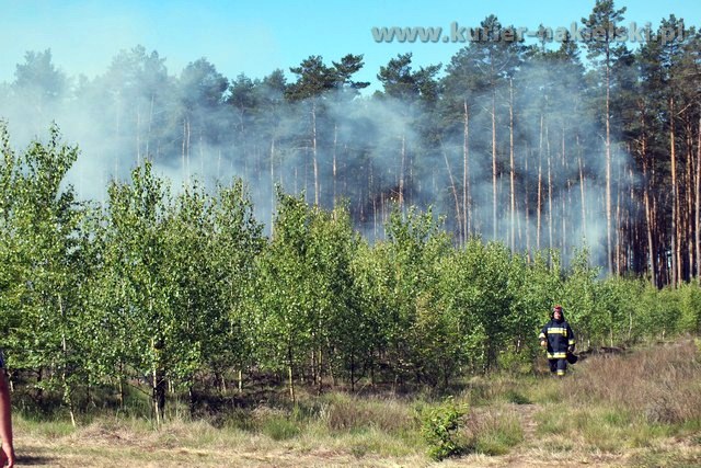 Kolejny pożar lasu