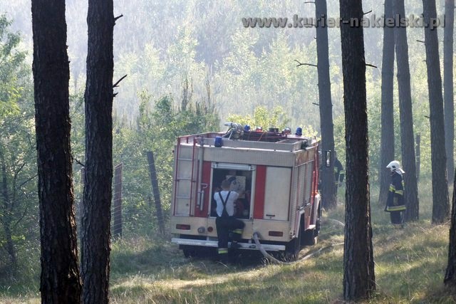 Kolejny pożar lasu