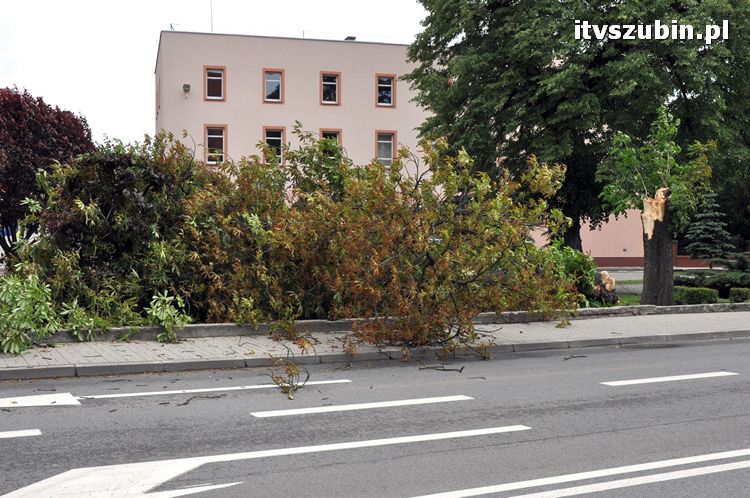 Powalone drzewo na pl. Wolności