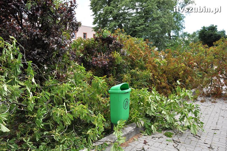 Powalone drzewo na pl. Wolności