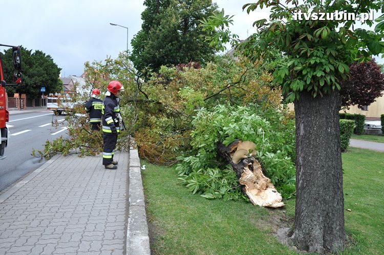 Powalone drzewo na pl. Wolności