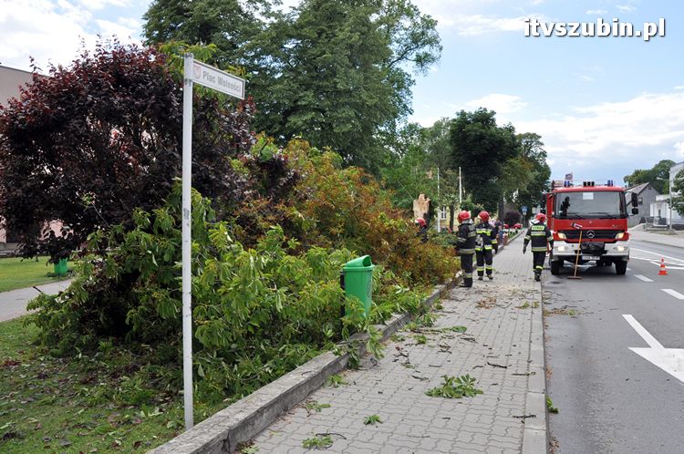 Powalone drzewo na pl. Wolności