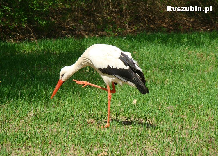 Gmina Szubin w obiektywie uczniów z Gimnazjum nr 1 w Szubinie