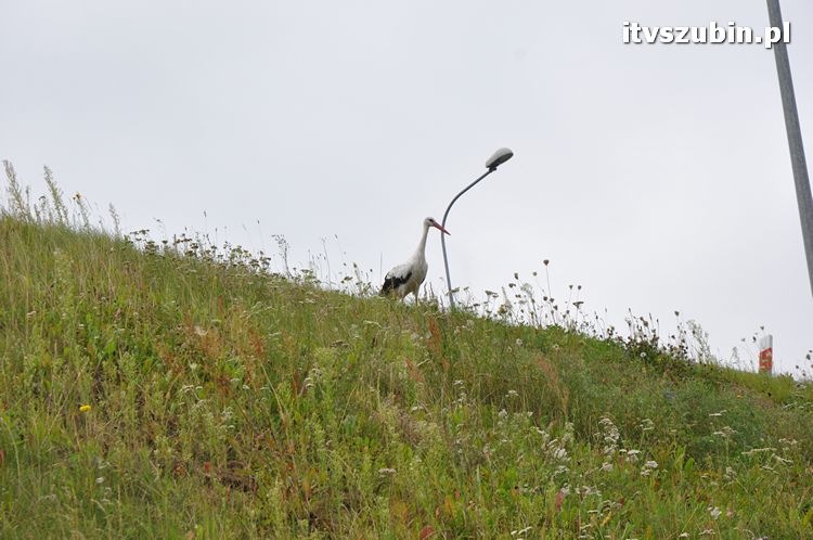 Bociek - pozostawiony naturalnej selekcji?