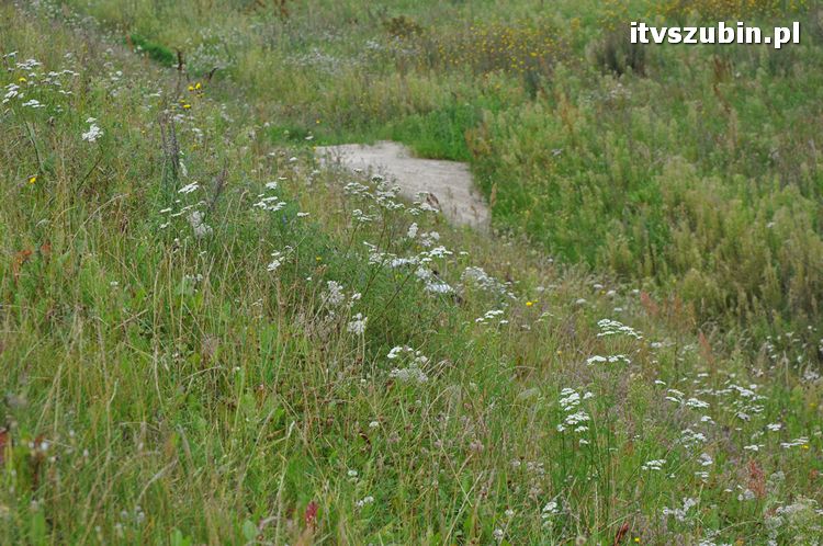 Bociek - pozostawiony naturalnej selekcji?