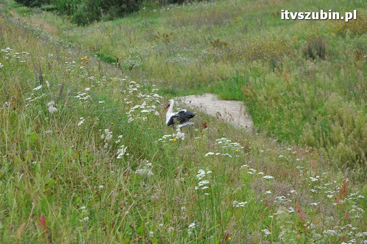 Bociek - pozostawiony naturalnej selekcji?
