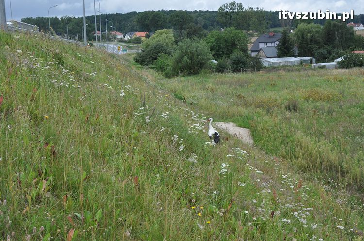 Bociek - pozostawiony naturalnej selekcji?