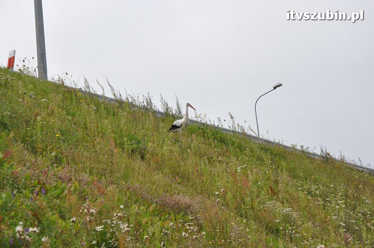 Bociek - pozostawiony naturalnej selekcji?
