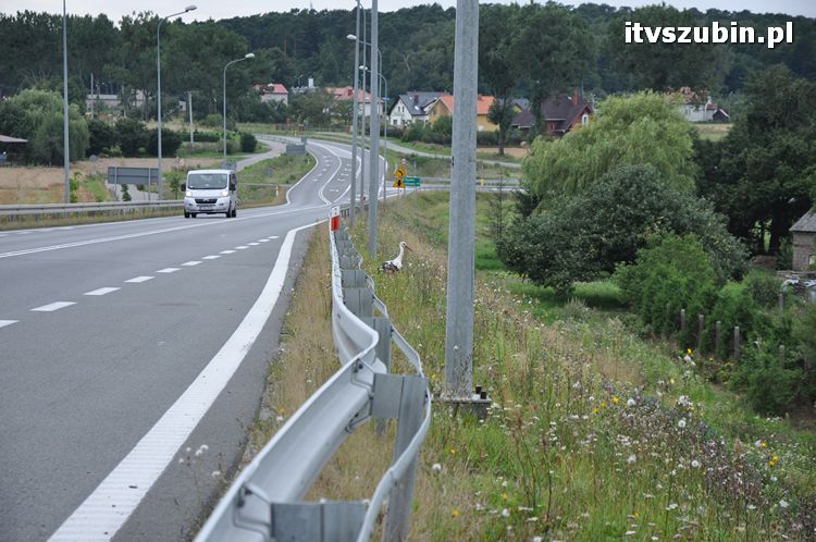 Bociek - pozostawiony naturalnej selekcji?