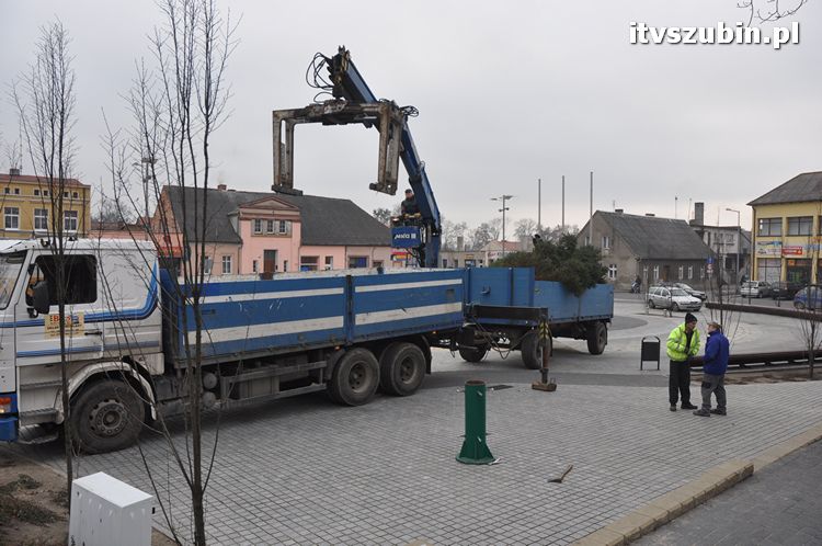 Kilkumetrowa choinka stanęła na szubińskim rynku