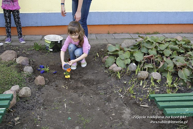 Przedszkolaki i gimnazjaliści wspólnie sadzili kwiatki