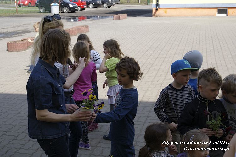 Przedszkolaki i gimnazjaliści wspólnie sadzili kwiatki