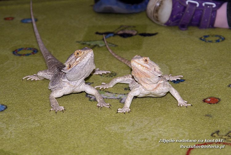 Jaszczurki Angela i Zdzisia z wizytą u maluchów