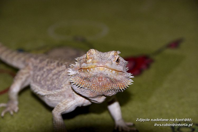 Jaszczurki Angela i Zdzisia z wizytą u maluchów