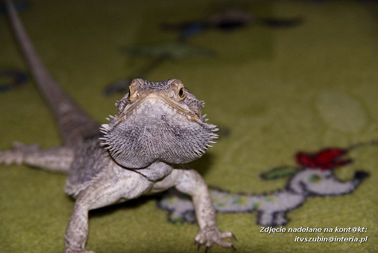 Jaszczurki Angela i Zdzisia z wizytą u maluchów