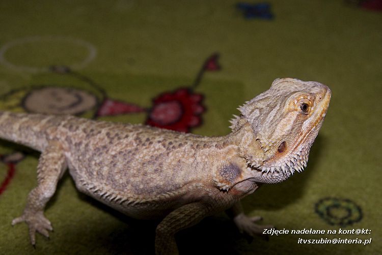 Jaszczurki Angela i Zdzisia z wizytą u maluchów